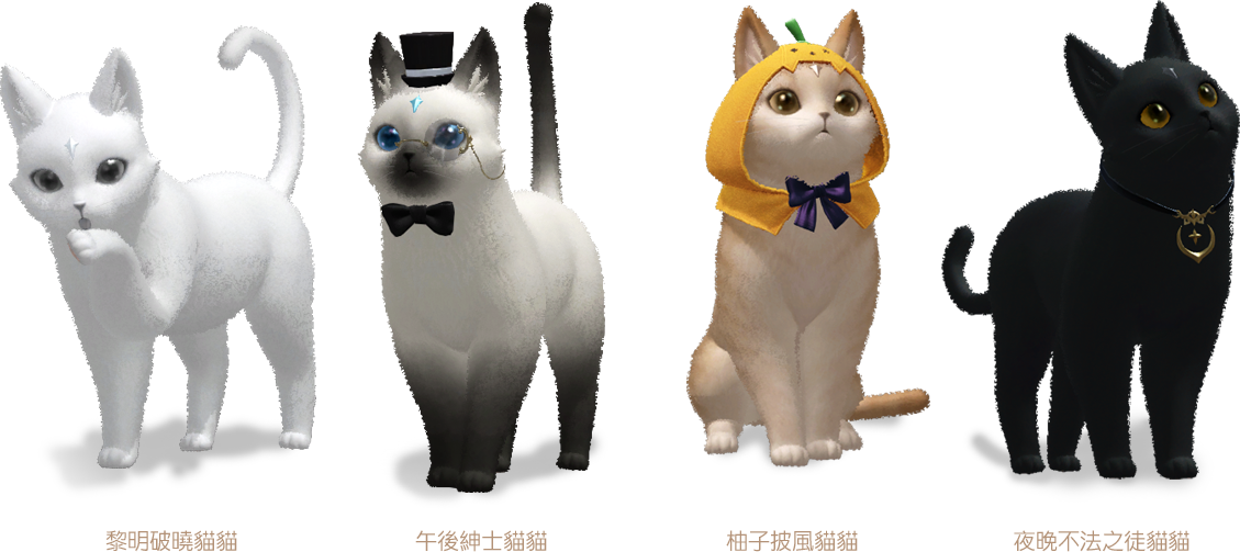 夜貓寵物